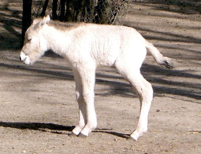 Файл:PrzewalskisHorseFoal.jpg