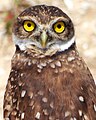 Burrowing owls