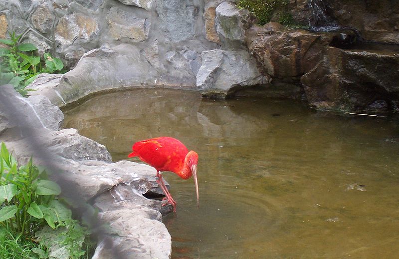 File:Scarlet Ibis, Belgrade Zoo.jpg