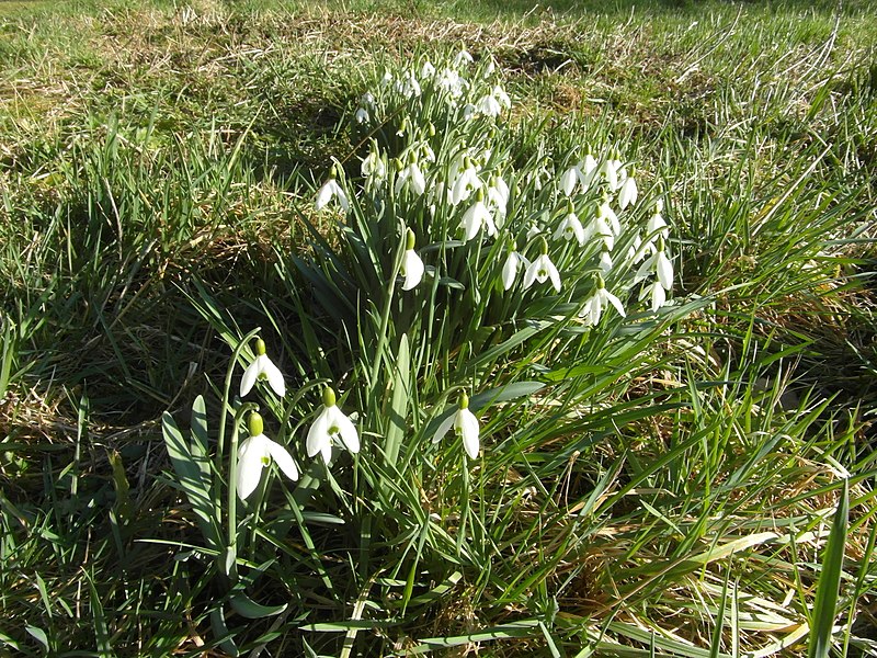 File:Schneeglöckchen Idstein.jpg