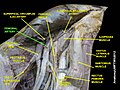 Femoral artery