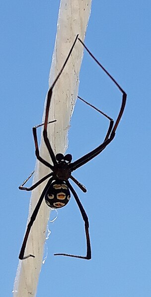 Файл:Spider Ateret 10072019.jpg