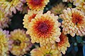 Tiger Tail chrysanthemum