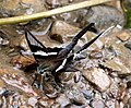 White Dragontail (Lamproptera curius) @ Jairampur, Arunachal Pardesh, India.