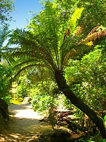 Valley of the Ferns, Buçaco Forest