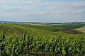 Vineyard in the north of Velké Bílovice