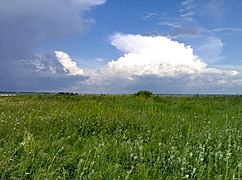 Луга по берегам озера Афонькино