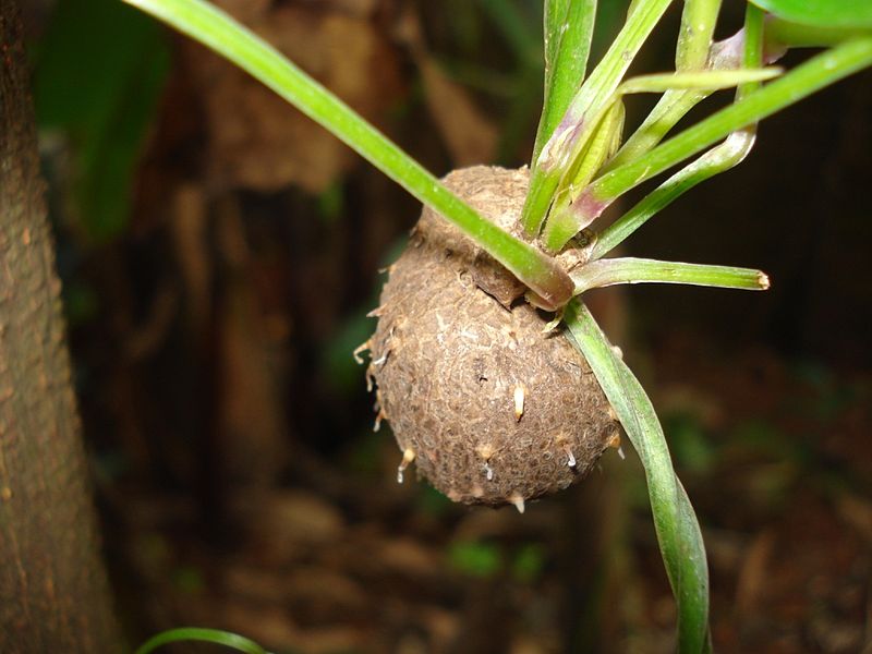 File:കാച്ചിൽ-കിഴങ്ങ്.JPG