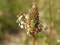 Нимфа клопа-слепняка (Heteroptera: Miridae) сфотографировано в Донецке, в мае.