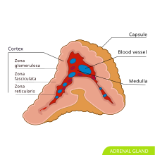 Adrenal gland hariadhi.svg