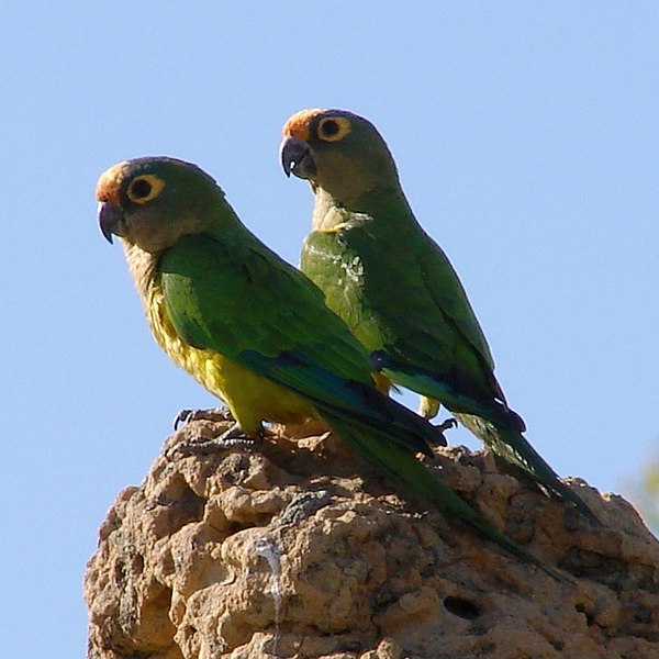 File:Aratinga aurea -Brazil-8-4c.jpg