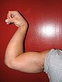 An example of an arm flexed in the pronated position; with the biceps partially contracted.