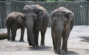 Asian Elephants at the Oregon Zoo.