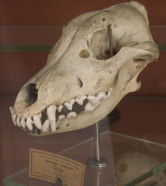 File:Bengalwolfskull.jpg