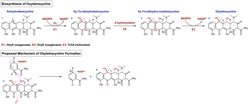 File:Biosynthesis of Oxytetracycline.png