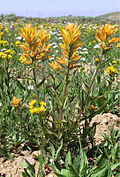 Christ's Indian paintbrush