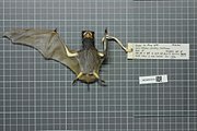 Preserved brown bat