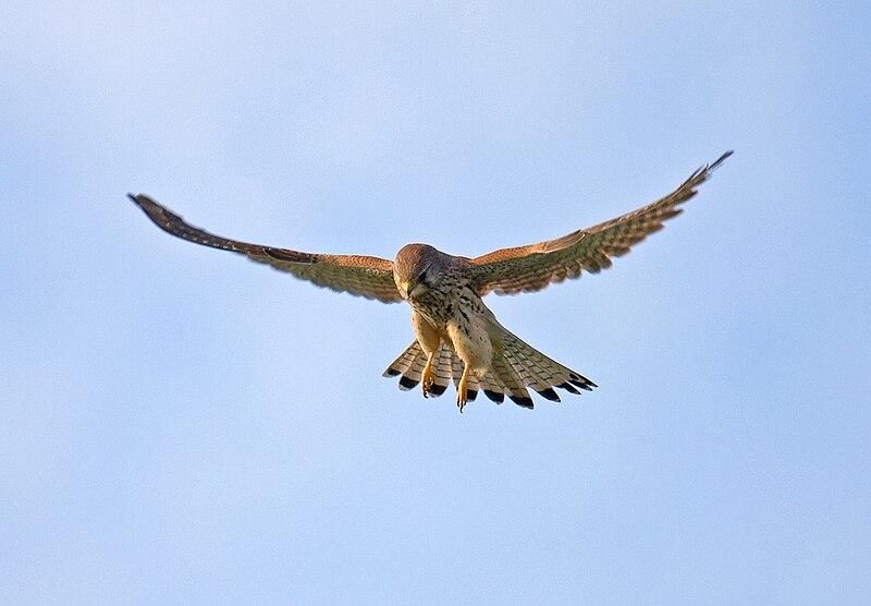 Файл:Common-Kestrel-2.jpg