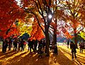 Autumn in Yoyogi Park, November 2014