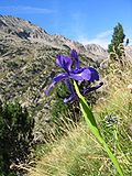 Miniatura para Iris latifolia