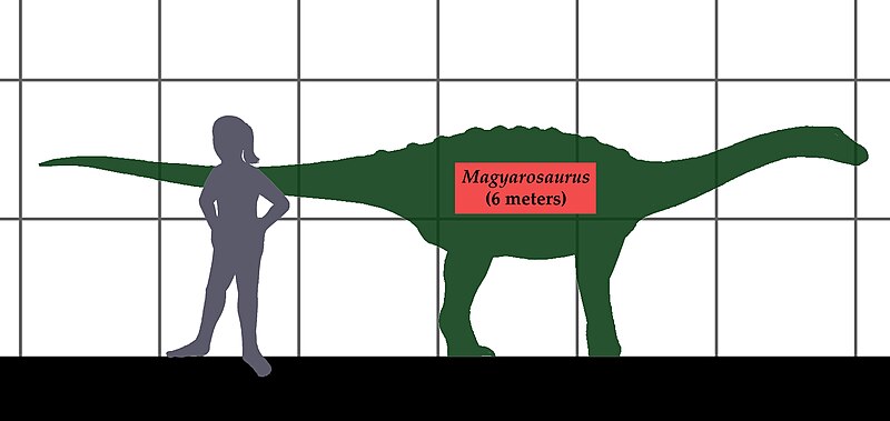 Файл:Magyarosaurus- human size.JPG