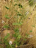 Miniatura para Mentha suaveolens