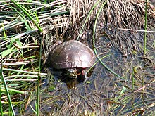 A painted turtle standing on long grass in several centimetres of water, viewed from above