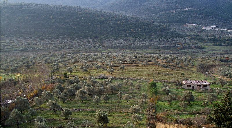 File:Olive groves in Syria.jpg