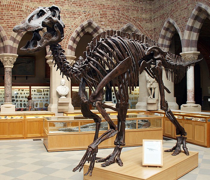 File:Oxford Edmontosaurus.jpg