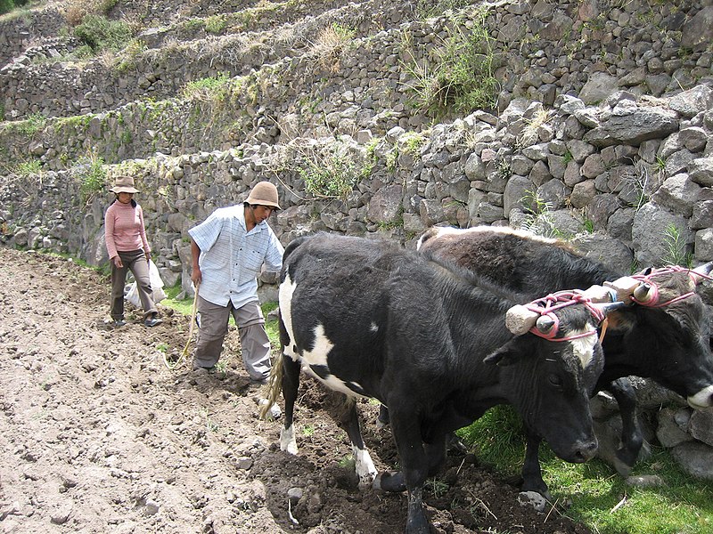 File:Peruvianterracefarmers.jpg