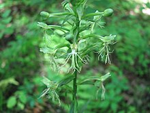 Platanthera lacera flowers.JPG