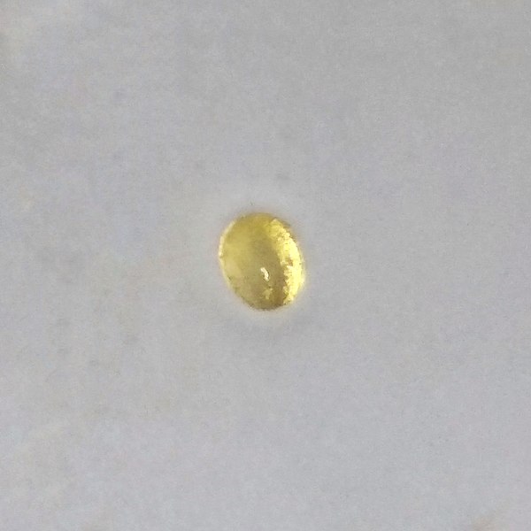 File:Pollen of Bauhinia variegata.jpg