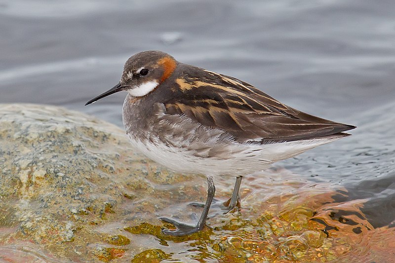 File:Red-necked Phalarope.jpg