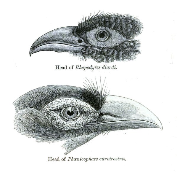 File:Rhopodytes Phaenicophaeus.jpg