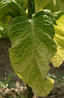 Ripe tobacco leaf 3037.JPG