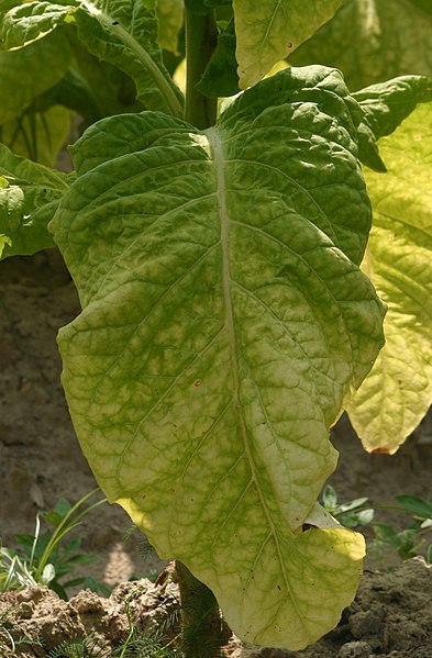 File:Ripe tobacco leaf 3037.JPG