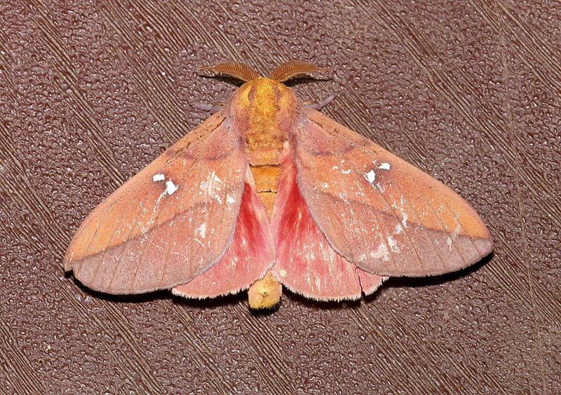 File:Syssphinx montana.jpg