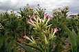 Flowers of tobacco plant in northern Poland in September