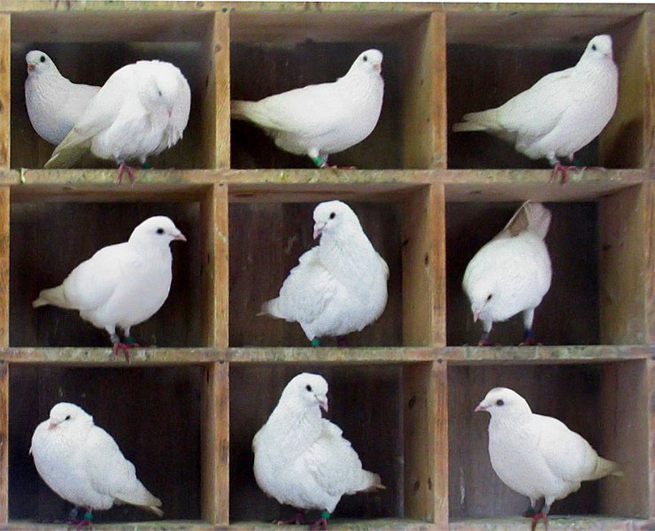 File:TooManyPigeons.jpg