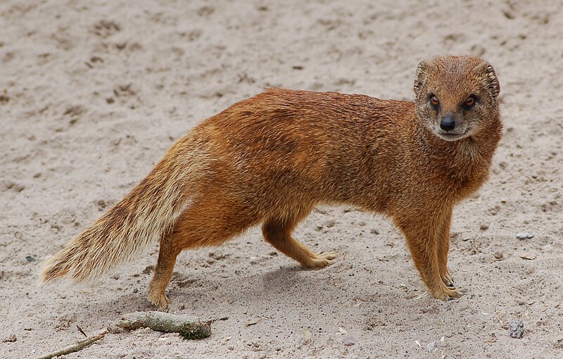 File:Yellow mongoose 1.jpg