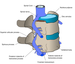 diagram of vertebrae and spinal nerves