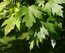 Acer-saccharinum-leaves-e.jpg