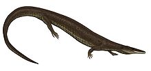 Aigialosaurus dalmaticus.jpg