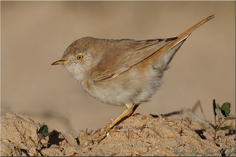 Файл:Asian Desert Wrabler.jpg