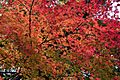 Autumn leaves in Gekū