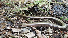 Blindschleiche Anguis fragilis.jpg