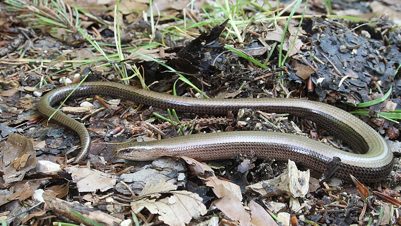 File:Blindschleiche Anguis fragilis.jpg