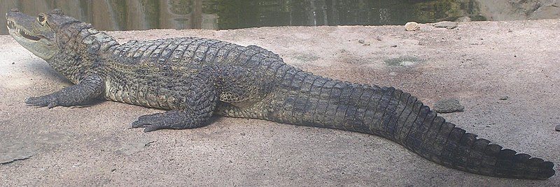 Archivo:Caiman crocodylus crocodylus.jpg