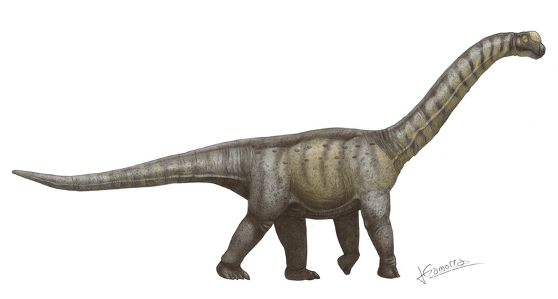 Archivo:Camarasaurus supremus.png