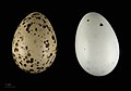 Eggs - MHNT